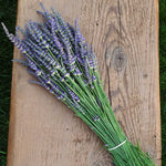 Phenomenal Lavender Plant