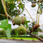 Acorns appear in late summer.
