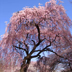 Pink Weeping Cherry can reach heights of 20-30 feet like this mature tree.