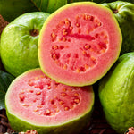 Tropical Pink Guava Tree