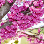 The Pink Pom Pom Redbud has the most unique blooms with quadruple the amount of petals of other redbuds.