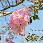 Pink Trumpet Tree