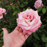Pinkerbelle Rose Bushes have huge blooms in various stages of pink perfection.