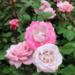 Pinkerbelle Rose Bushes have huge blooms in various stages of pink perfection.