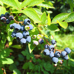 Premier Blueberry is a rabbiteye shrub that fruits mid season.