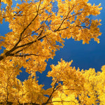 Fall color is yellow.