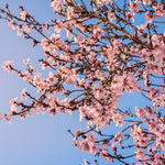 Your apricot tree will be filled with white to pink blooms every spring.