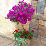 New River Bougainvillea has bright purple blooms nearly year round.