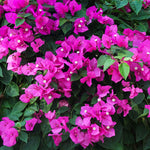New River Bougainvillea has bright purple blooms nearly year round.