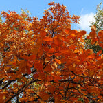 Color can vary in autumn but is usually orange to reddish-purple.