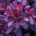 Foliage stays dark maroon to purplish black all spring and summer.
