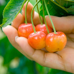 Yellow cherries with a red blush are safer from birds.