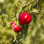Your nectarine tree will need good drainage. to produce these late season fruits.