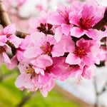 Your nectarine tree will be covered in early spring blossoms.