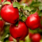 Red Delicious apples are harvested in September-October.