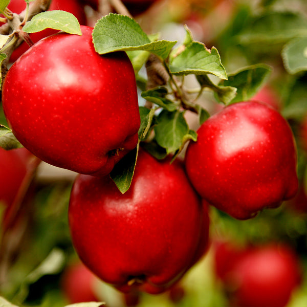 Tasty Red Urban Apple - Pollinator Pack: Apple Tasty Red/Golden Treat