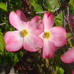 Bright pink blooms appear in spring.