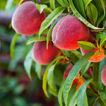 Red Haven peach trees are heavy producers of large fruit.