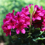 Our Red Rhododendron is an intense shade of hot pink.