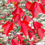 Brilliant Red Fall Color