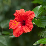 Red Tropical Hibiscus Tree