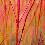 Red Twig Dogwoods bright red branches bring unique color to the winter landscape.