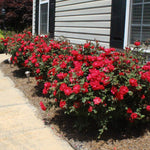 Double Knockout Red Rose has tons of blooms and a dense shape.
