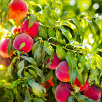 Redskin Peach trees are known by their skin color and wonderful peach flavor.
