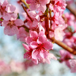 Your peach tree will be covered in pink blooms every spring.