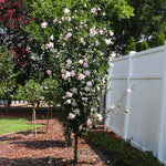 Pink Rose of Sharon Althea Tree