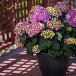 Bloom color will depend on your soil acidity. Change you color easily with Espoma Pink & Espoma Blue.