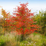 Autumn Brilliance Serviceberry is a great small tree with brilliant orange-red fall color.