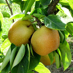 Shinseiki Asian Pear trees produce abundant amounts of fruit.