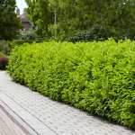 Skip Laurels are perfect for sun or partial shade and are pruned easily into a lush hedge.