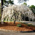Snow Fountains® Weeping Cherry Tree