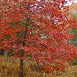Southern Red Oak gets it's name from it's fall color.