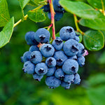 Spartan Blueberry shrubs are a northern highbush with abundant fruit and upright growth.