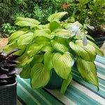 Great in pots or in the ground hostas bloom in mid summer.