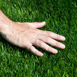 TurboTurf™ Tall Fescue Grass Seed