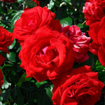 The Grand Champion™ Double Red Rose