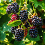 Great blackberry flavor with an easy thorn free harvest.