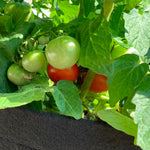 Patio Tomato Garden