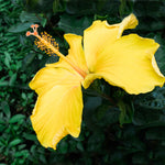 Tropical Yellow Hibiscus has large sunny yellow blooms.
