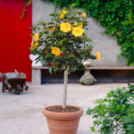 Constant bloomer Yellow Tropical Hibiscus Tree is a great patio plant.