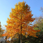 The fall color of the Tulip Poplar is a deep yellow.