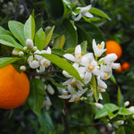 Your orange tree will have very fragrant blossoms.