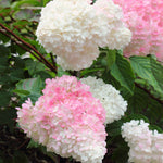 Blooms start white and transition to pink.