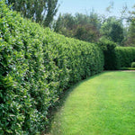 Easily pruning into a hedge.