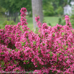 Dark pink blooms and bright green foliage. <br>Courtesy of Proven Winners - www.provenwinners.com