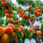 Wenatchee Apricot is similar to the Moorpark in flavor.